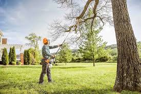 Best Fruit Tree Pruning  in West Odessa, TX