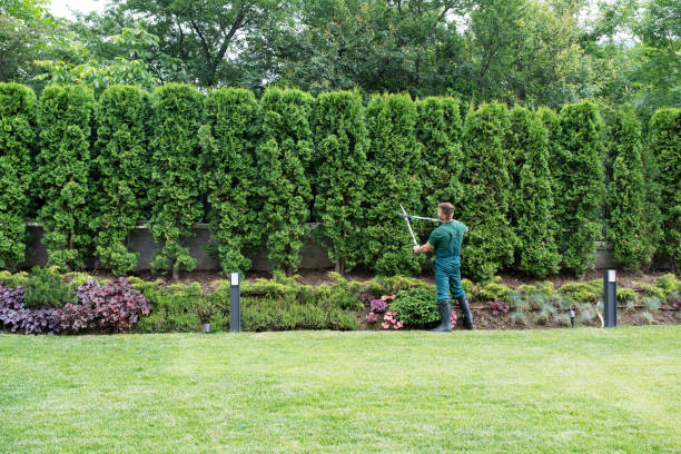 Best Hedge Trimming  in West Odessa, TX