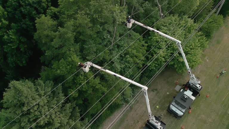 How Our Tree Care Process Works  in  West Odessa, TX