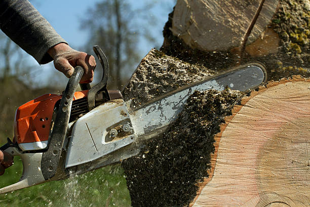 Best Tree Trimming and Pruning  in West Odessa, TX